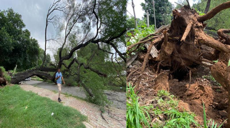 A tree fell again in Chandigarh Sector 7