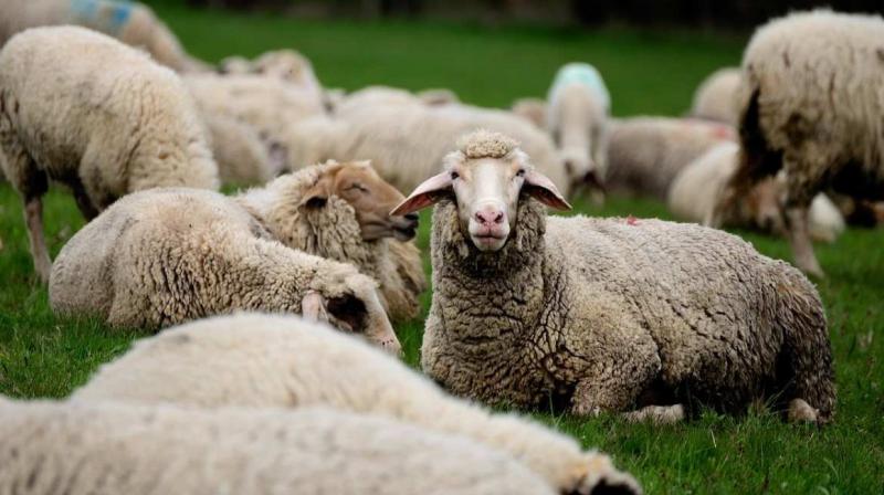Sheep Rearing 
