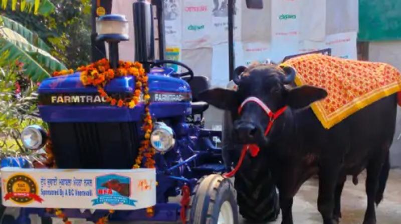A buffalo won a tractor by giving 22 liters of milk in a three-day cattle fair A buffalo won a tractor by giving 22 liters of milk in a three-day cattle fair