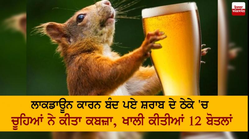 Mice seize liquor bottle closed due to lockdown, empty 12 bottles Mice seize liquor bottle closed due to lockdown, empty 12 bottles