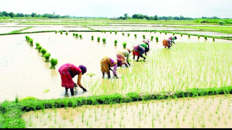 Paddy Farming Paddy Farming