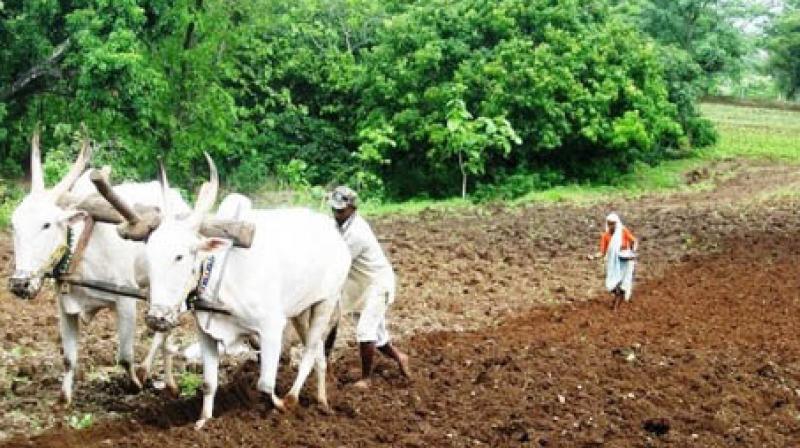 kisan kisan
