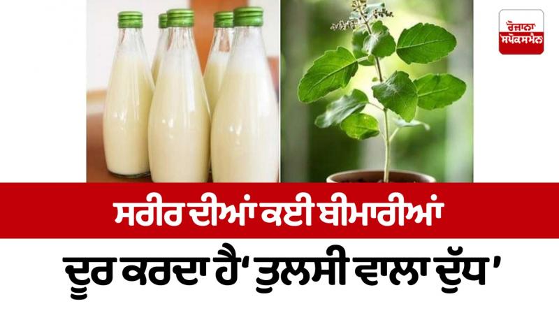 'Basil milk' removes many diseases of the body 'Basil milk' removes many diseases of the body