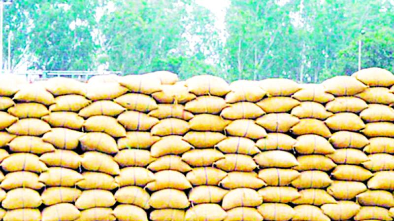 Paddy Bags Paddy Bags