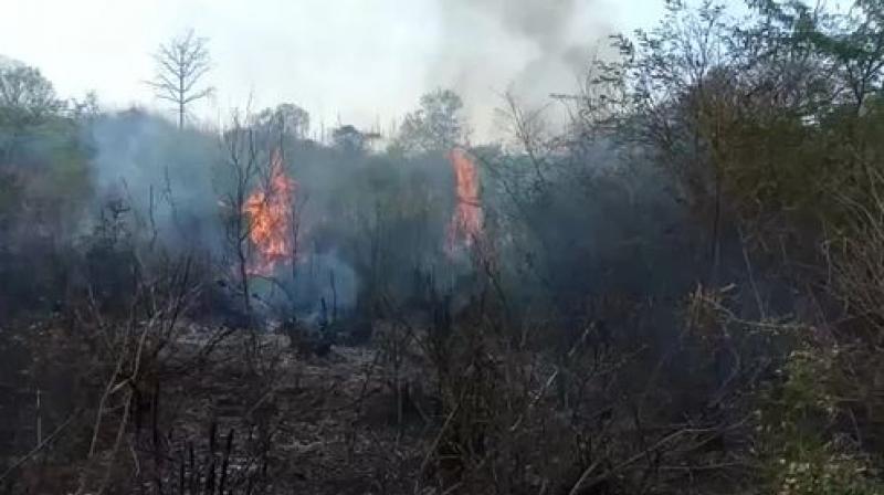 Terrible forest fire in Kotla