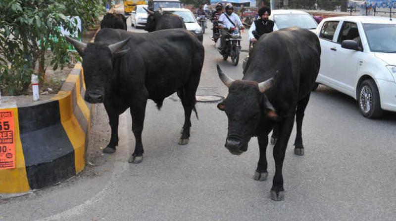 Kangra Bull