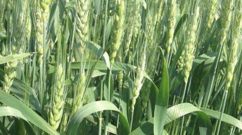 Agriculture and Farmers Agriculture and Farmers