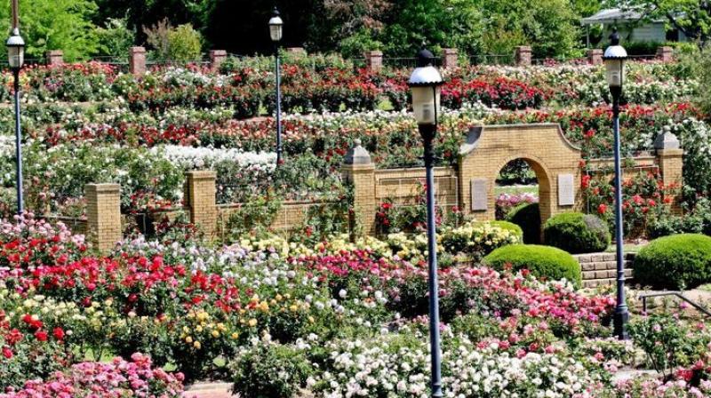 Nehru Rose Garden Ludhiana