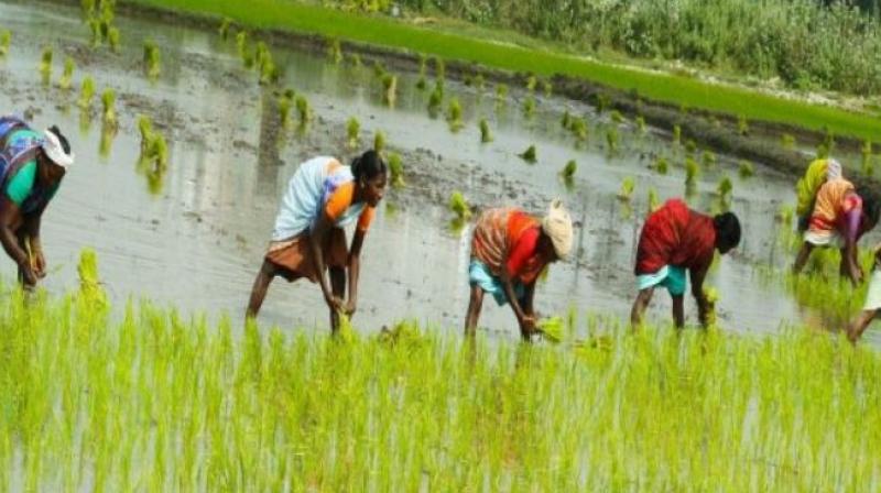 Farmers have struggled to start paddy sowing from June 1