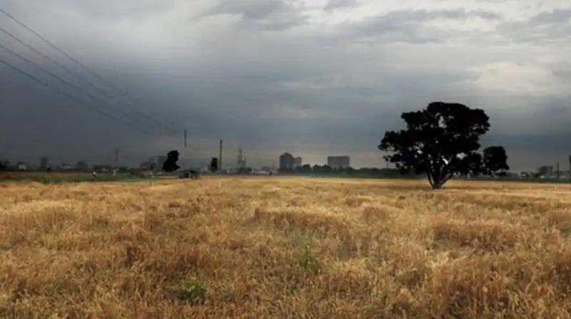 Farmer Punjab Wheat Rain 