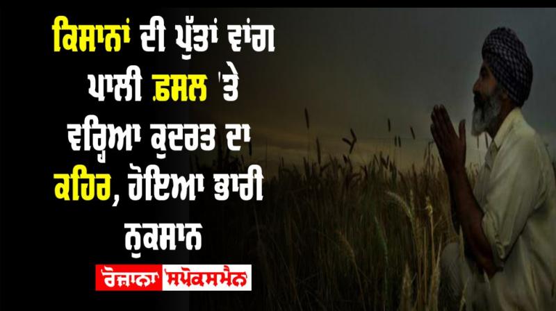 Farmer Punjab Wheat Rain 