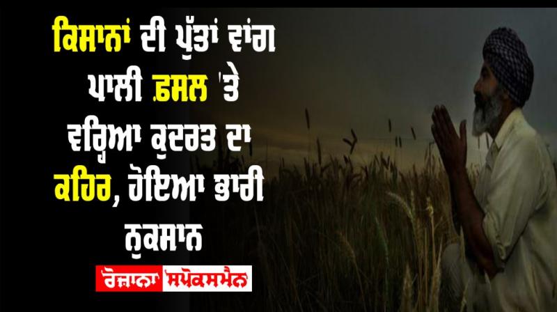 Farmer Punjab Wheat Rain Farmer Punjab Wheat Rain