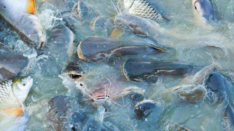 Fish farming Fish farming