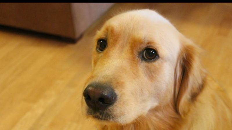 Dog Dog