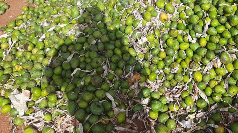 Karnataka farmers dump tonnes of mangoes on roadside as prices fall Karnataka farmers dump tonnes of mangoes on roadside as prices fall