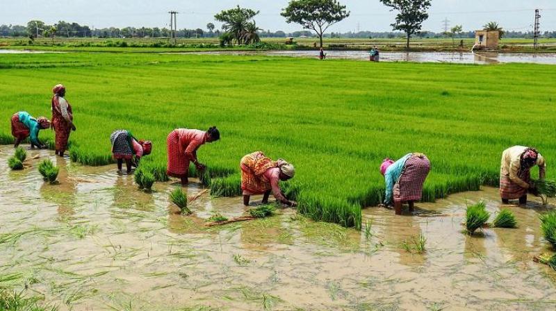 Centre sanctions Rs 26,707 crore to Punjab for paddy procurement Centre sanctions Rs 26,707 crore to Punjab for paddy procurement