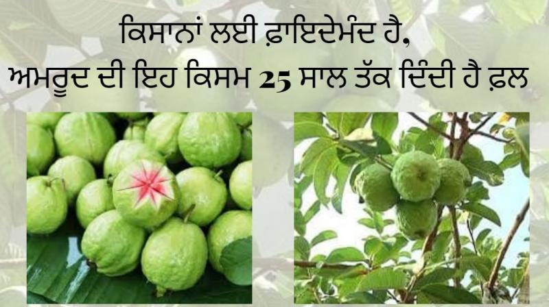 useful for farmers this type of guava gives fruit for 25-years