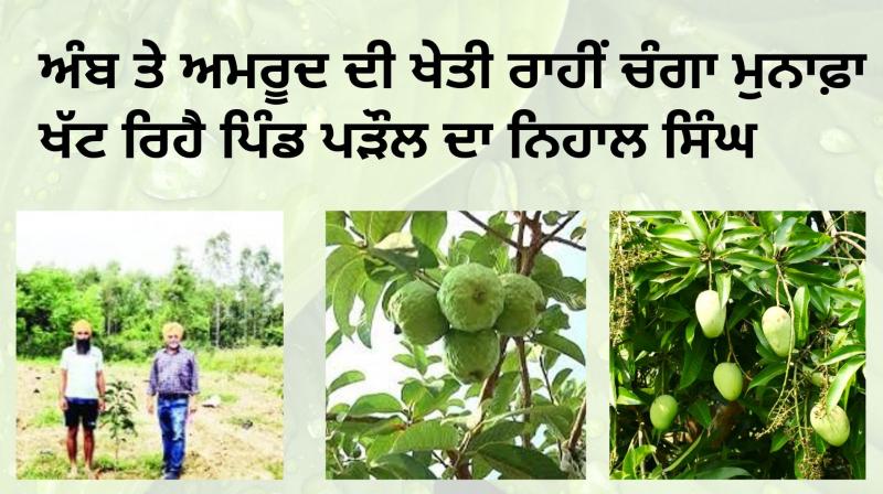 Mango And Guava Agriculture