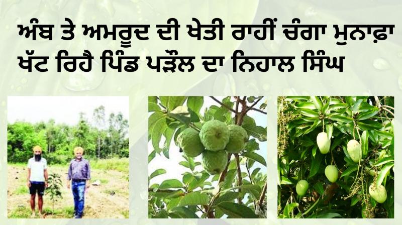Mango And Guava Agriculture Mango And Guava Agriculture