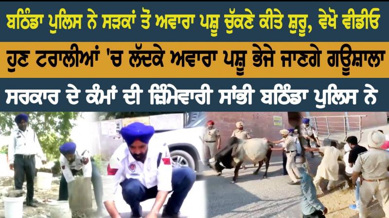 Bathinda police start picking up stray cattle from the streets, watch video Bathinda police start picking up stray cattle from the streets, watch video