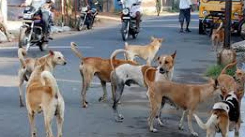 Faridkot one child dead 2 injured by stray dogs