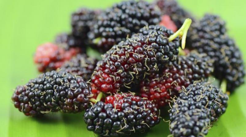 Mulberry fruit Mulberry fruit