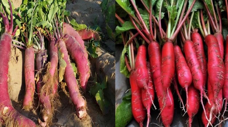  Red Radish farming 