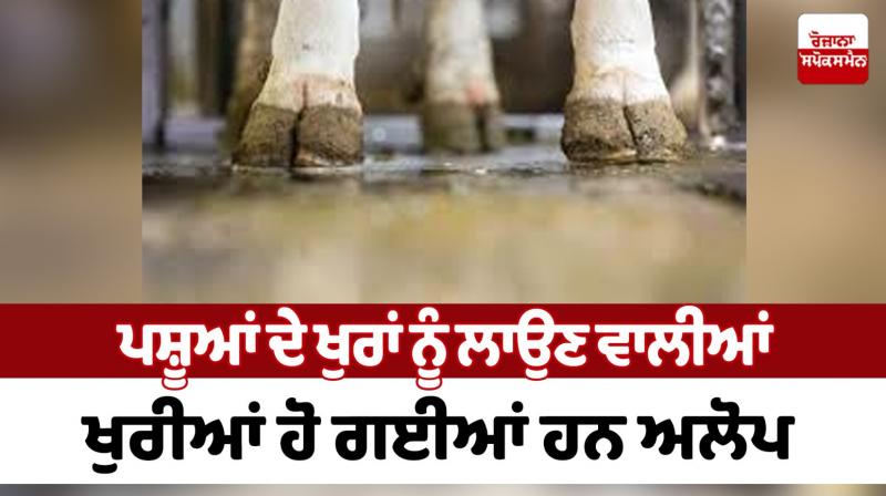 The hooves used to plant the hooves of animals have disappeared The hooves used to plant the hooves of animals have disappeared