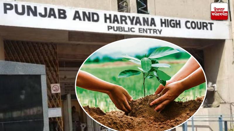 High Court grants bail to accused on condition of planting trees High Court grants bail to accused on condition of planting trees