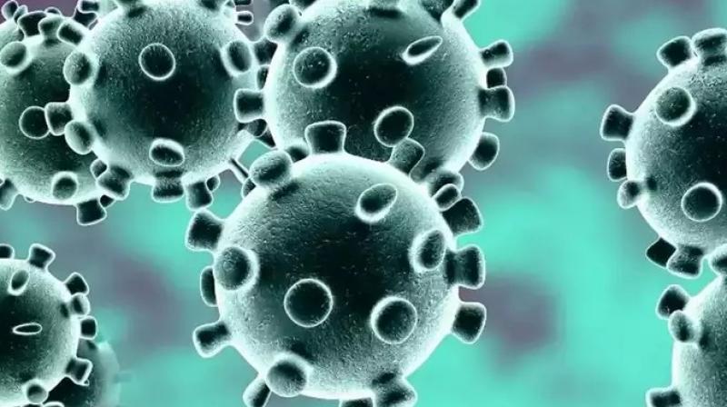 Corona Virus Corona Virus