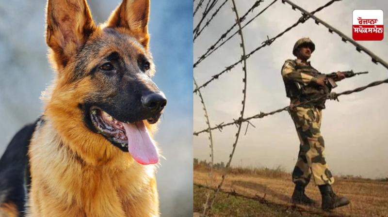 BSF Attari gets German Shepherd 'Frutti', country's first trained dog, to keep an eye on drones with Pakistani soldiers