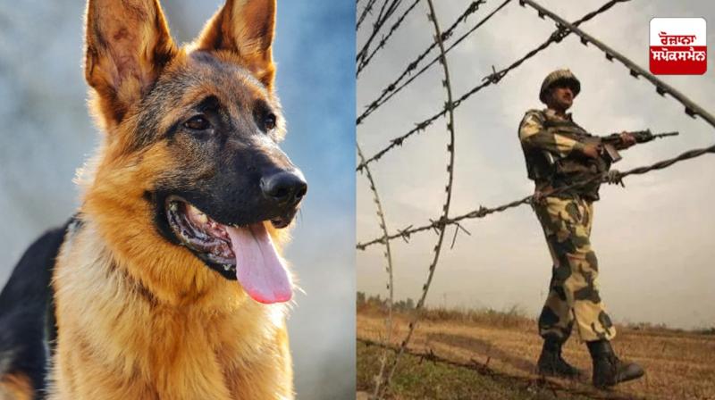 BSF Attari gets German Shepherd 'Frutti', country's first trained dog, to keep an eye on drones with Pakistani soldiers BSF Attari gets German Shepherd 'Frutti', country's first trained dog, to keep an eye on drones with Pakistani soldiers