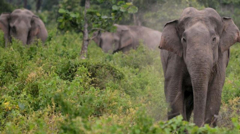Wild elephants Wild elephants