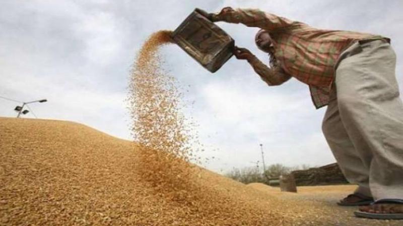 Wheat procurement started in Punjab Wheat procurement started in Punjab