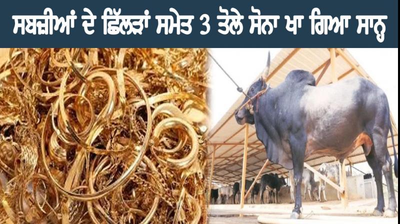 Haryana Bull Swallowed gold Jjewellery
