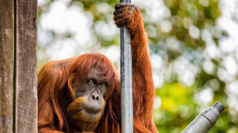 orangutan orangutan