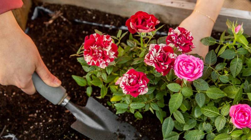 Rose Cultivation