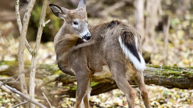 Omicron found in NYC deer raises questions 