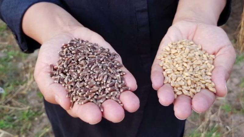 Coloured Wheat Coloured Wheat