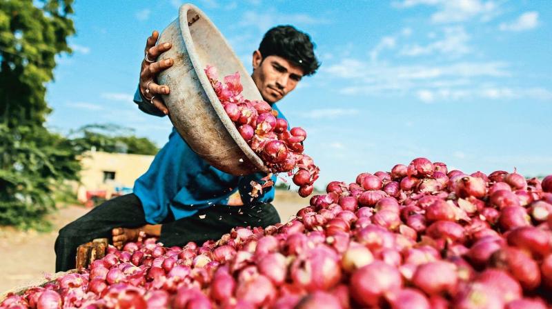 Onion Onion