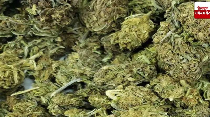 Ganja worth Rs 1.06 crore seized at Chennai airport, passenger arrested