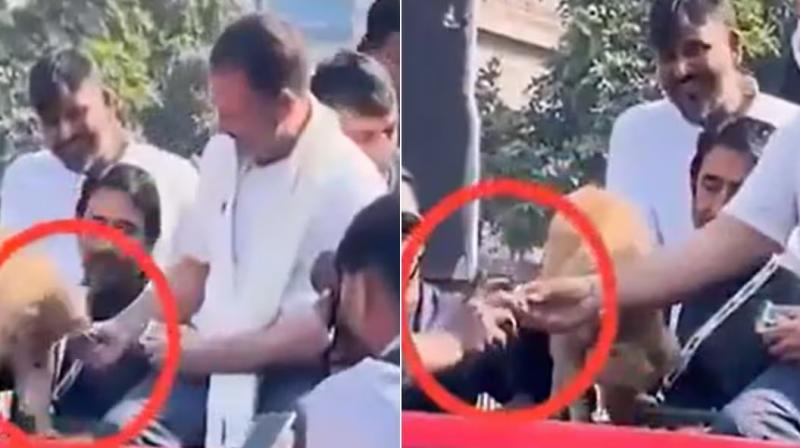 BJP Alleges Rahul Gandhi Gave Biscuit from Dog's Plate to Congress Leader BJP Alleges Rahul Gandhi Gave Biscuit from Dog's Plate to Congress Leader