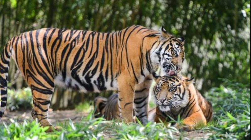 Tiger Tiger