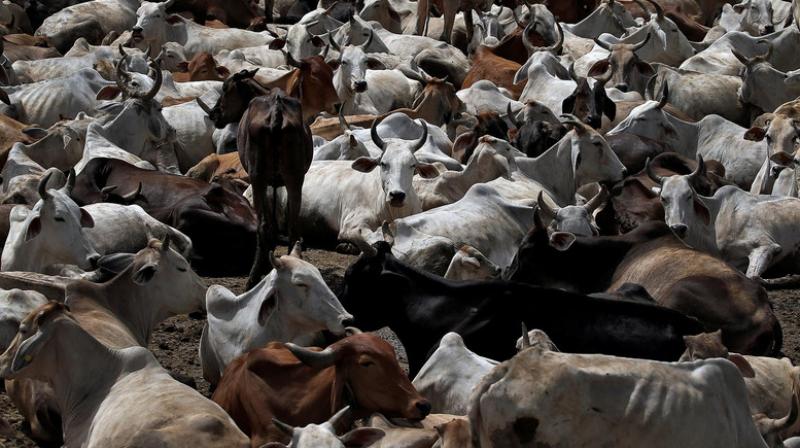 Ghummanhera Gaushala Cows