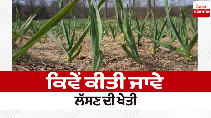 How to Grow Garlic How to Grow Garlic