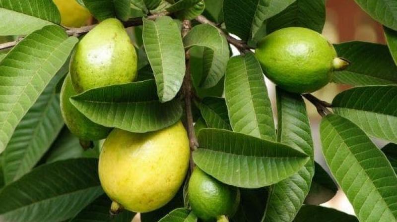 Guava leaves Guava leaves