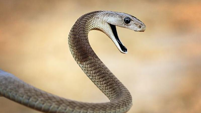 Snake Snake