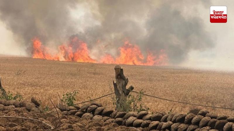 Fire rages in Punjab's fields, more than 1000 acres of standing crops destroyed so far Fire rages in Punjab's fields, more than 1000 acres of standing crops destroyed so far
