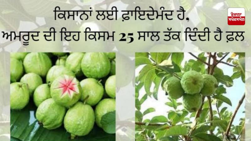 guava guava