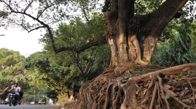 Punjab orders cutting of termite-affected trees in schools after Chandigarh tragedy Punjab orders cutting of termite-affected trees in schools after Chandigarh tragedy